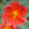 Helianthemum Firedragon - Abriachan Nurseries